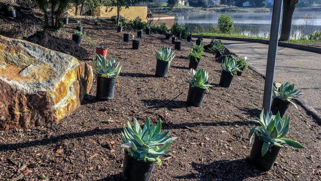 Born to Plant | Madrone Landscapes