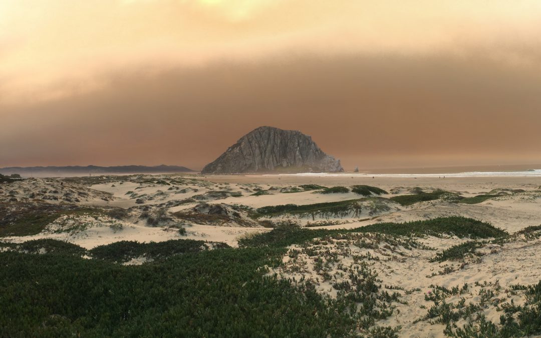 Fire Season is here. How can your landscape help?
