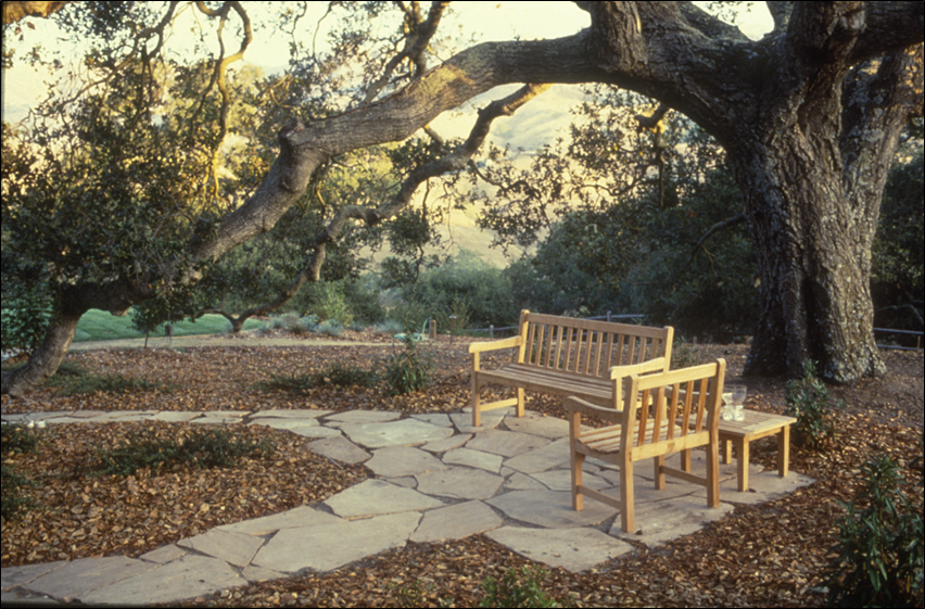 oak tree landscaping