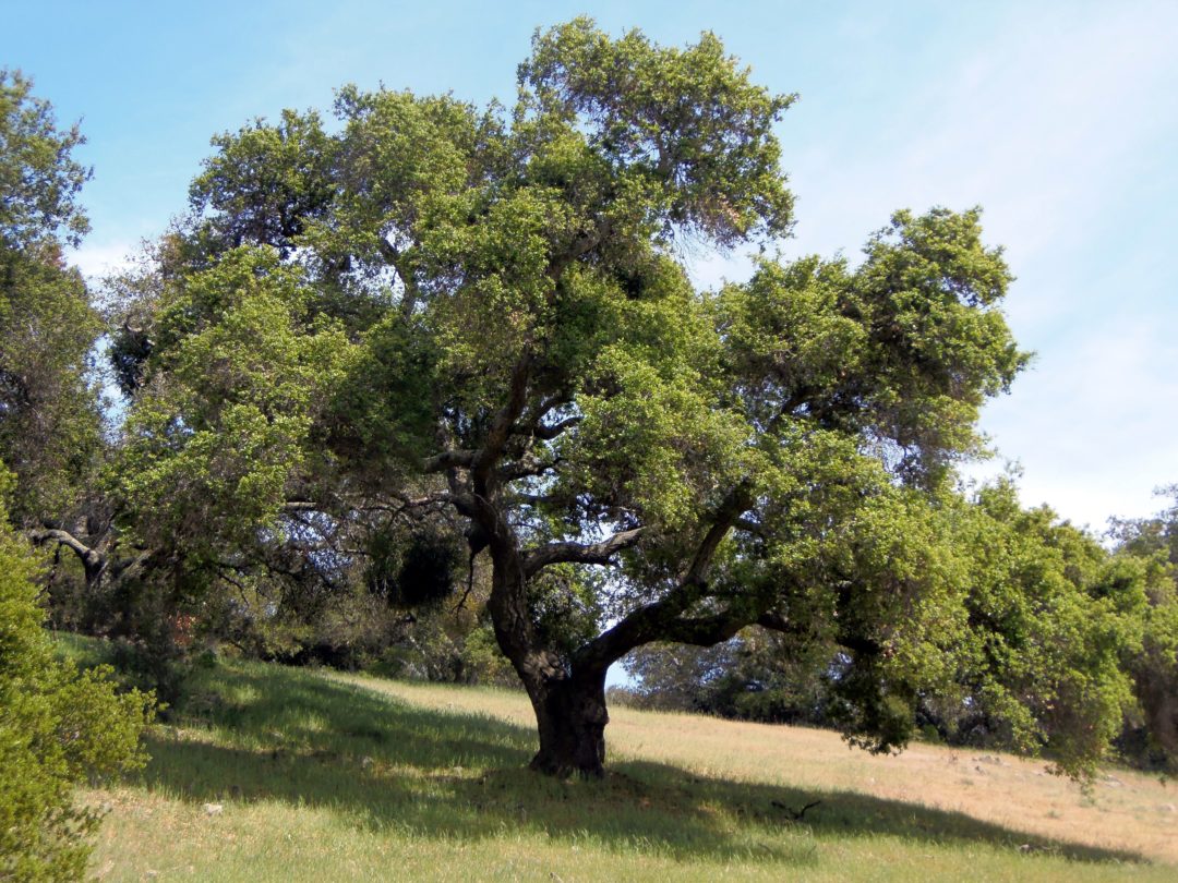 Let's Plant Some Oaks! - Madrone Landscape