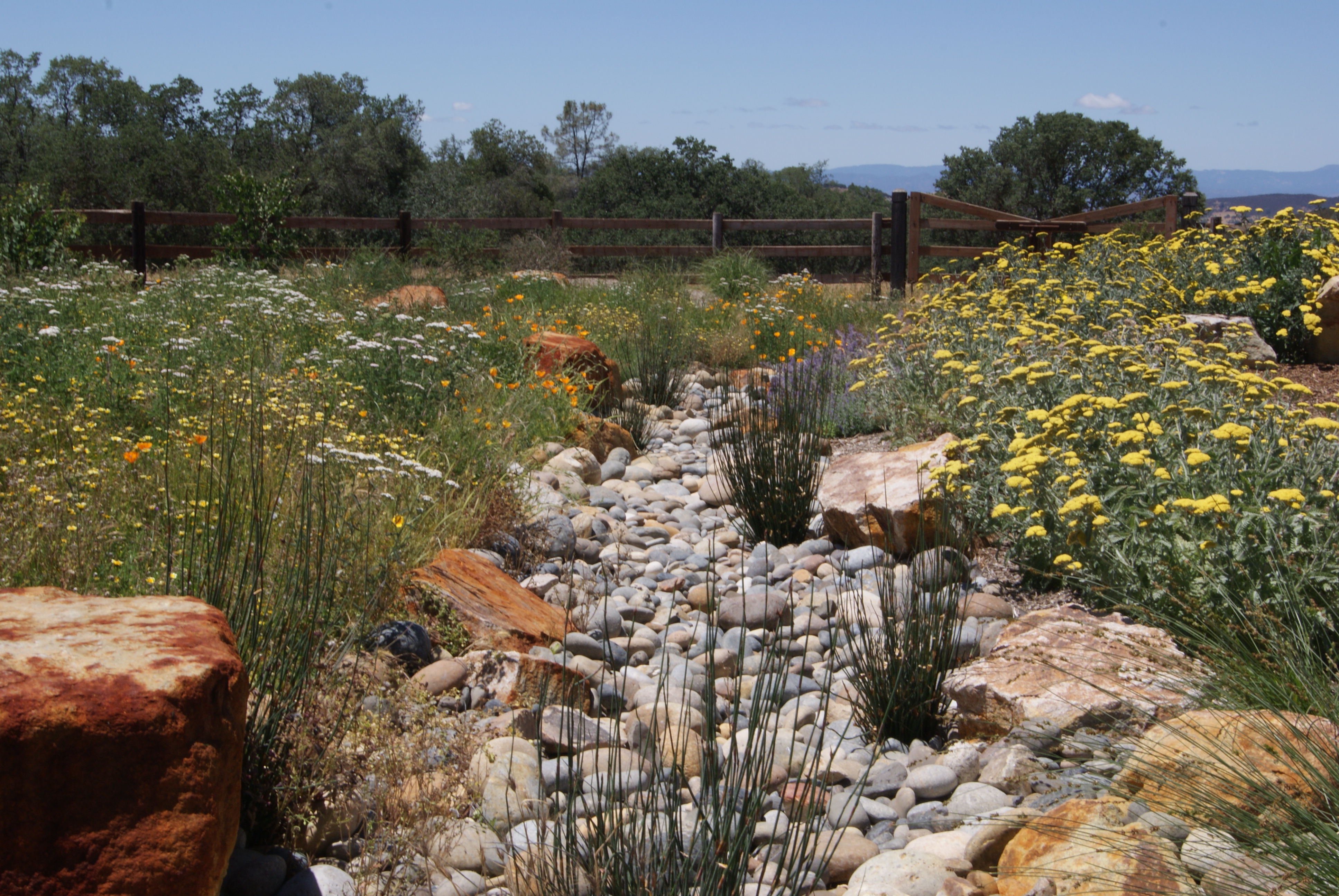 Raingardens  Rainwater Harvesting