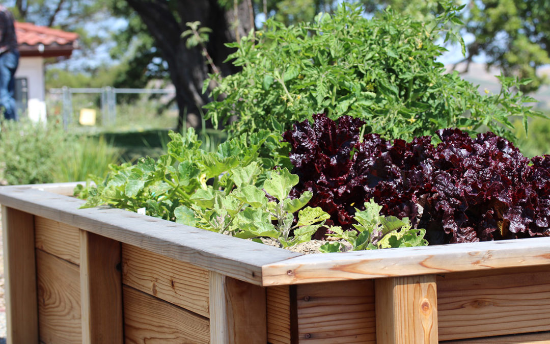 Edible Landscapes on the Central Coast