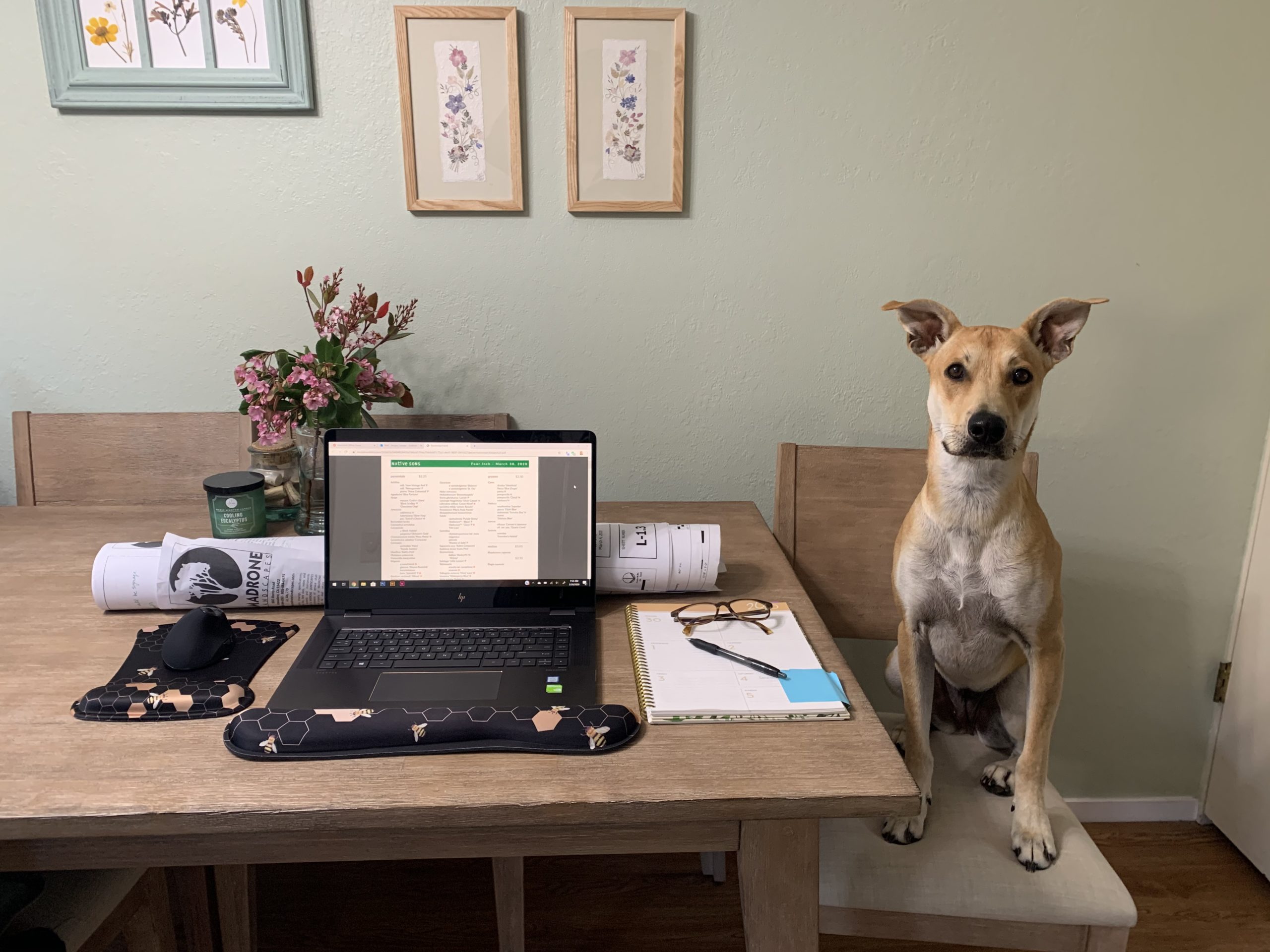 Megan's Workspace feat. Lily the Dog