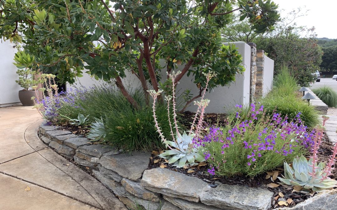 Brilliant Corners: Five Favorite California Native Accent Plants