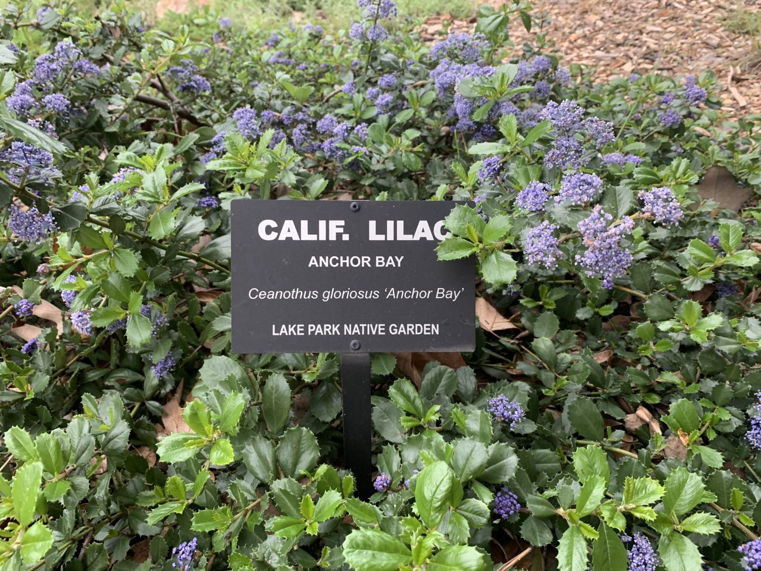 Take A Look About Anchor Bay Ceanothus