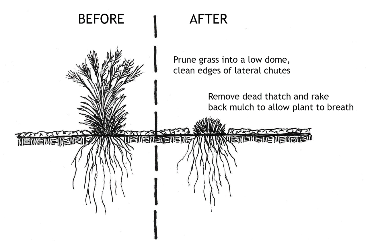 Ryan maintains decorative grass