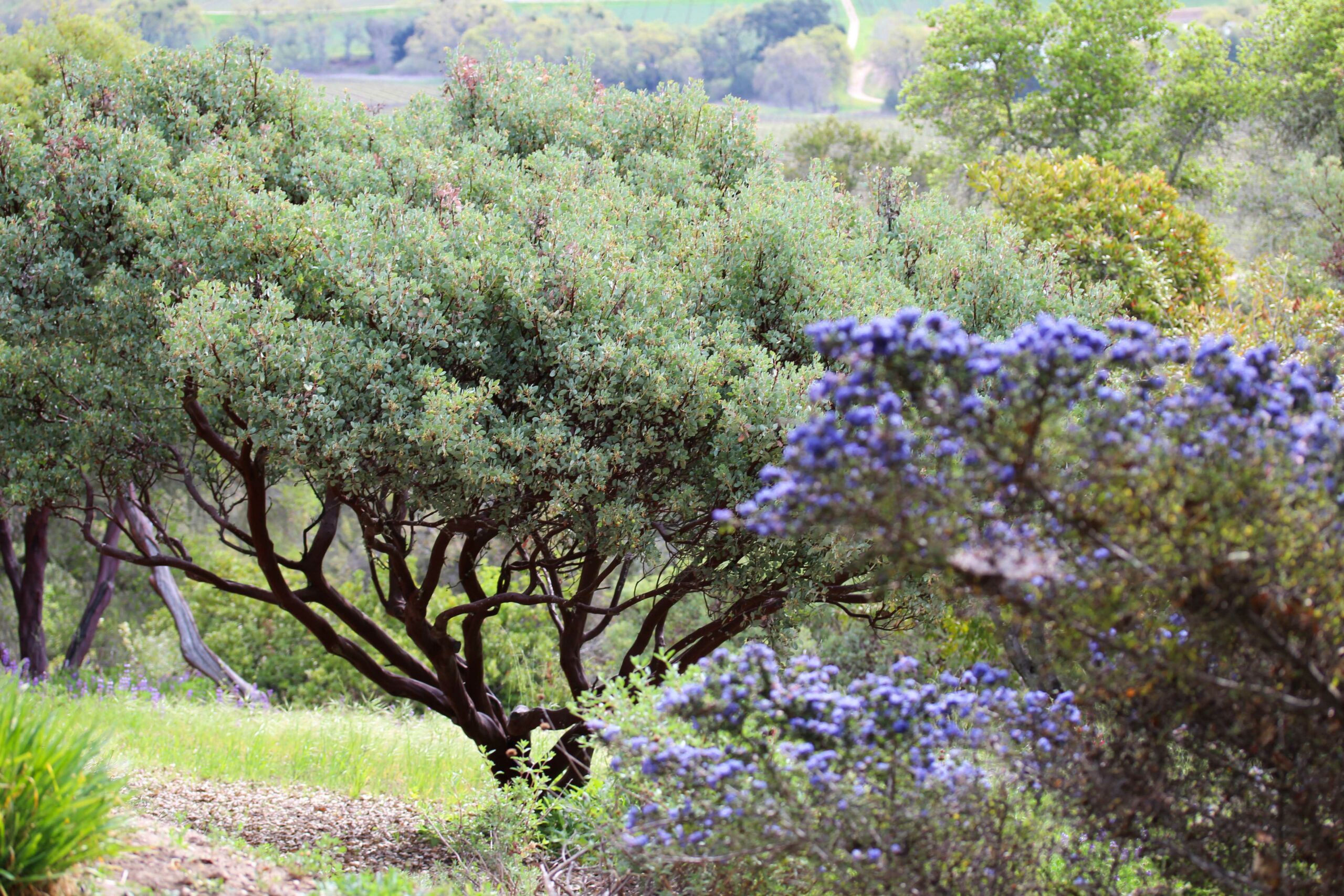 Halter Ranch Landscape 1 Madrone Landscapes Halter Ranch Landscape 1 Madrone Landscapes