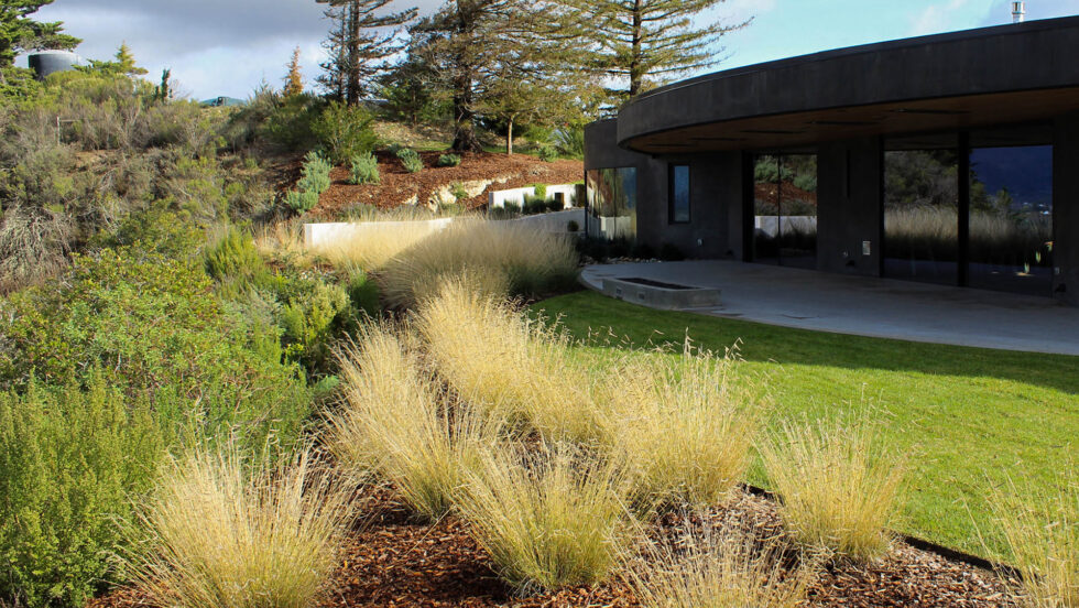 Bunch Grass Cutbacks: How, Why, and When | Madrone Landscape